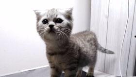 吃瓜娱乐喵,揭秘娱乐圈那些事儿