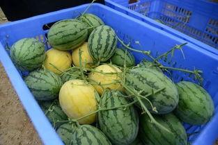 昆明某网红吃瓜群微信