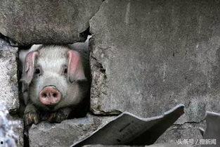 网红猪吃瓜,揭秘网络红人的幕后生活